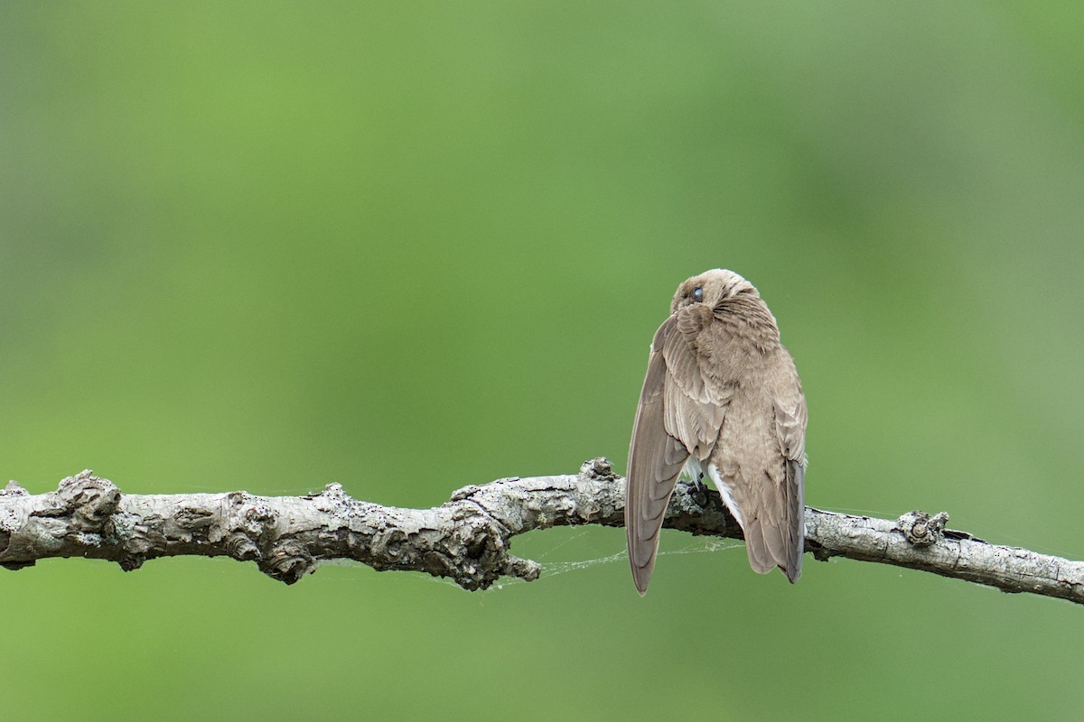 Northern Rough-winged Swallow - ML634551007
