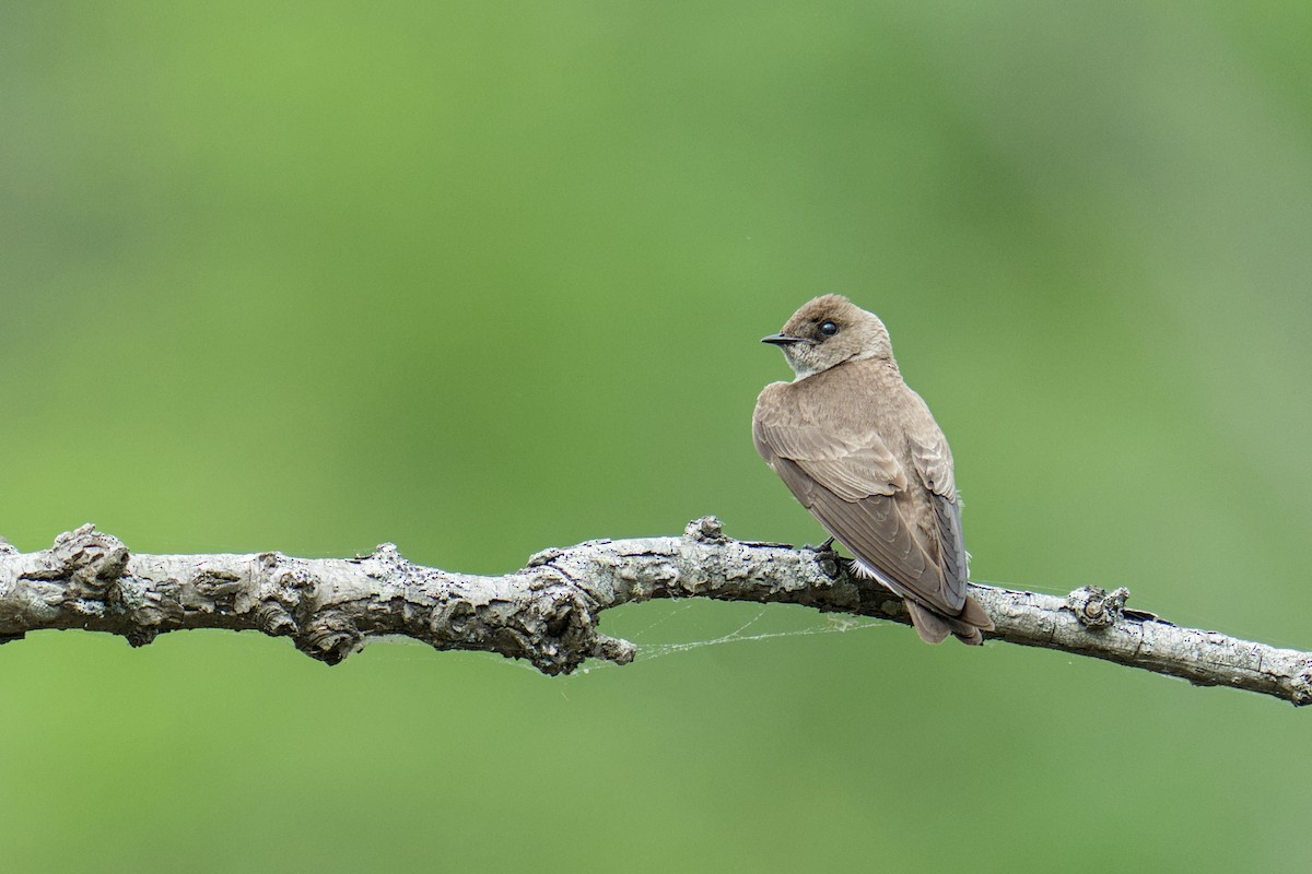 Northern Rough-winged Swallow - ML634551008