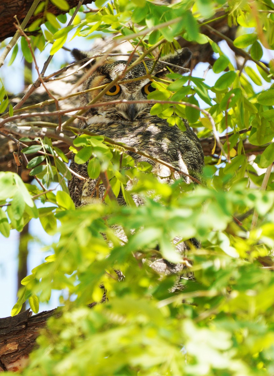 Great Horned Owl - ML634551016
