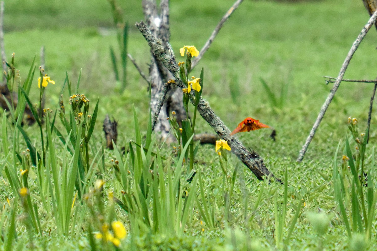 Northern Cardinal - ML634551021