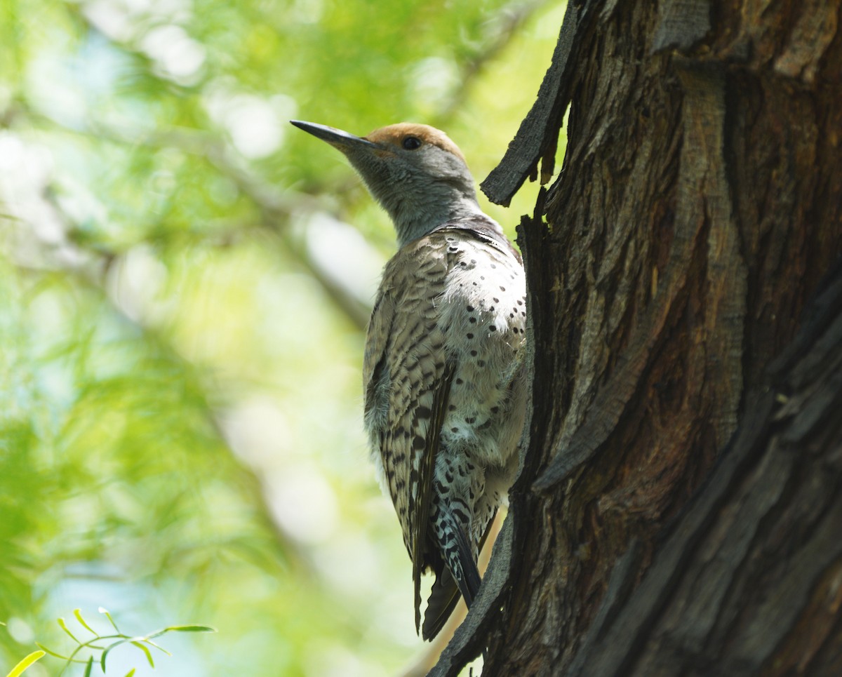 Gilded Flicker - ML634551023