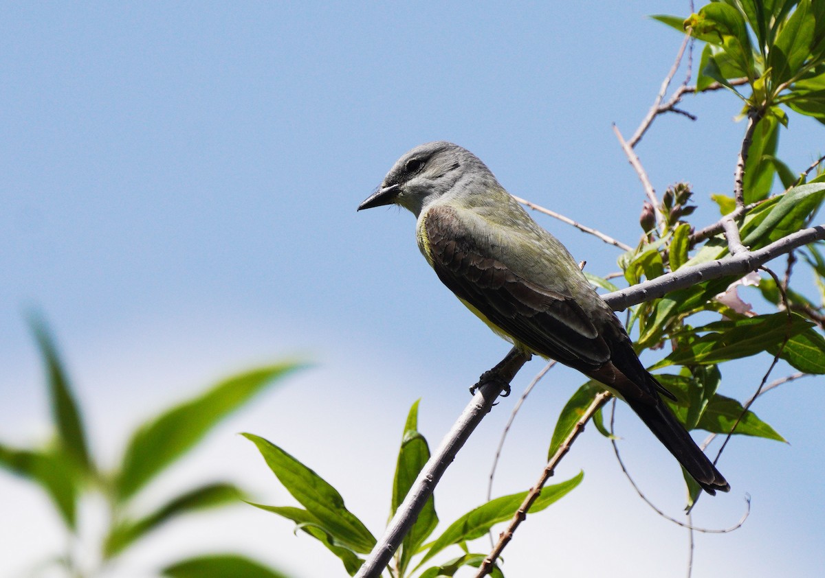 Western Kingbird - ML634551029