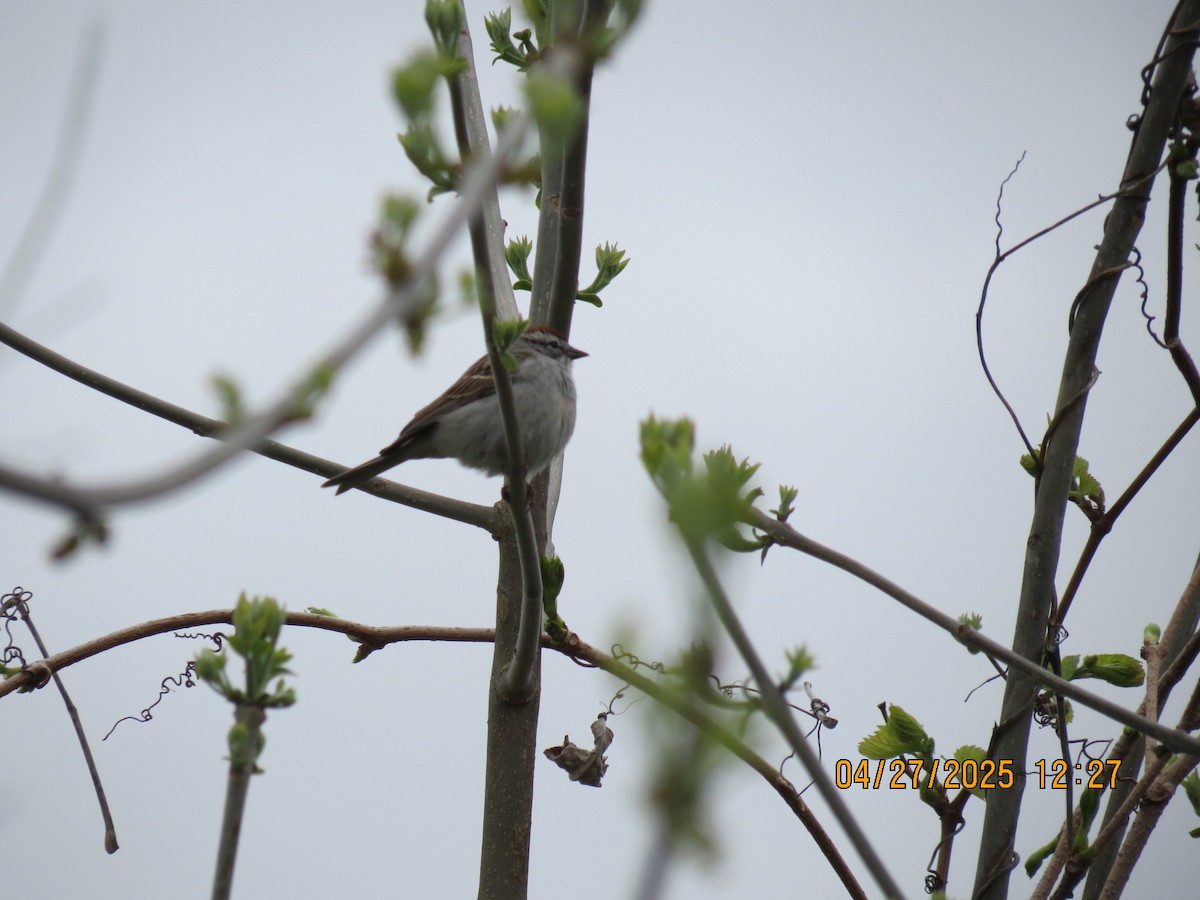 Chipping Sparrow - ML634551030