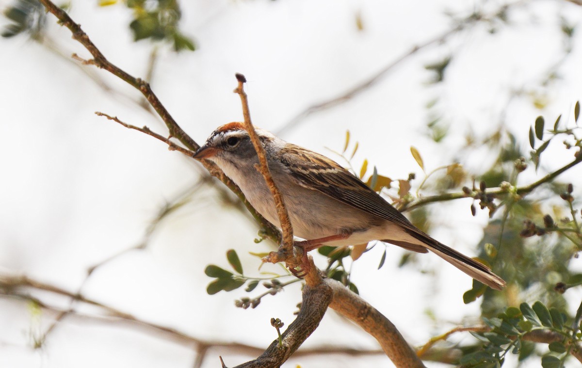 Chipping Sparrow - ML634551041