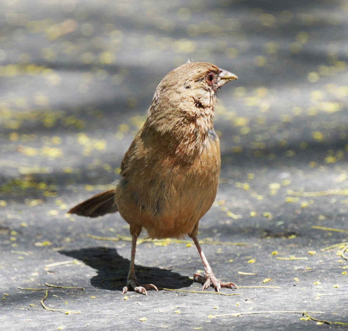 Abert's Towhee - ML634551056