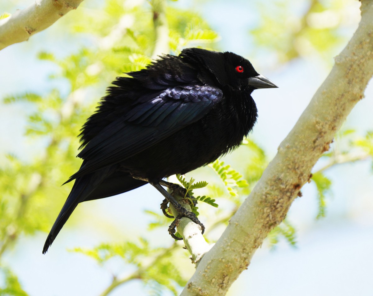 Bronzed Cowbird - ML634551070