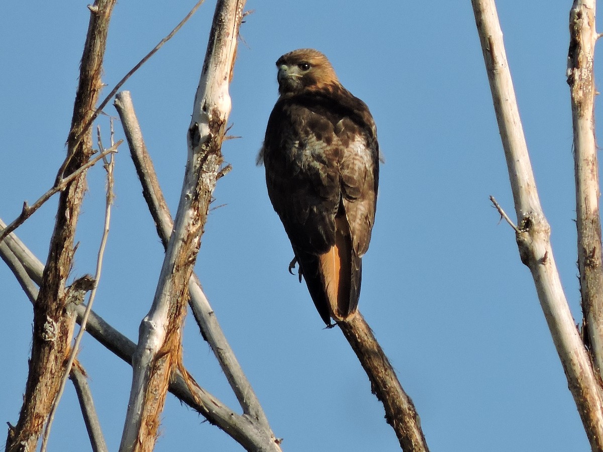 káně rudochvostá - ML634551077