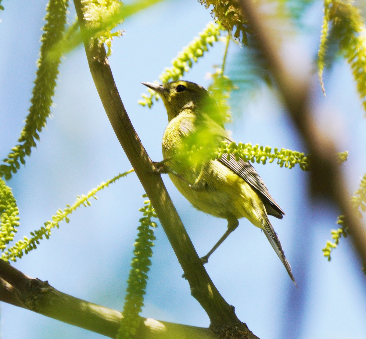 Orange-crowned Warbler - ML634551085