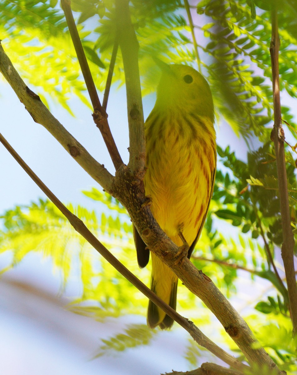 Yellow Warbler - ML634551097