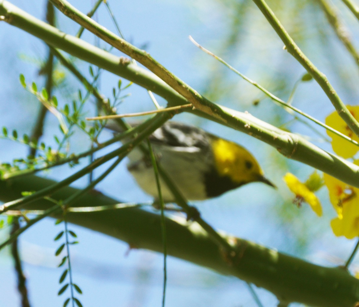 Hermit Warbler - ML634551110