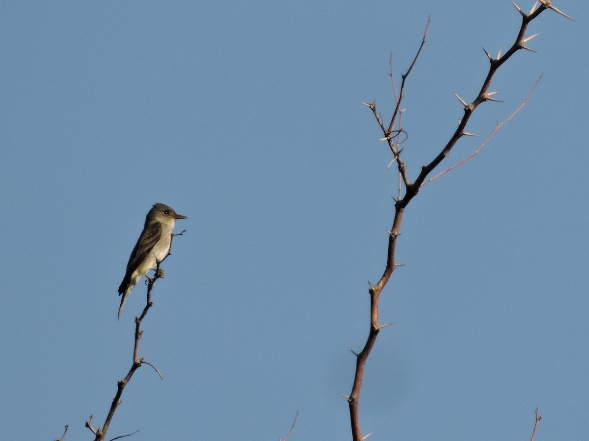 Western Wood-Pewee - ML634551116