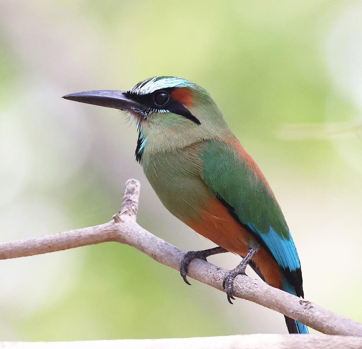 Turquoise-browed Motmot - ML634551122