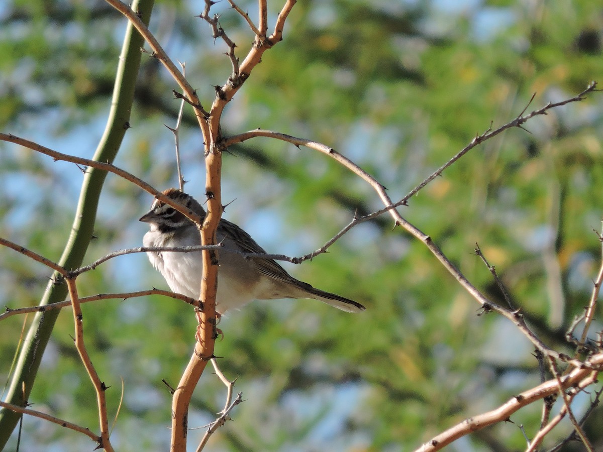 strnádka travní - ML634551136