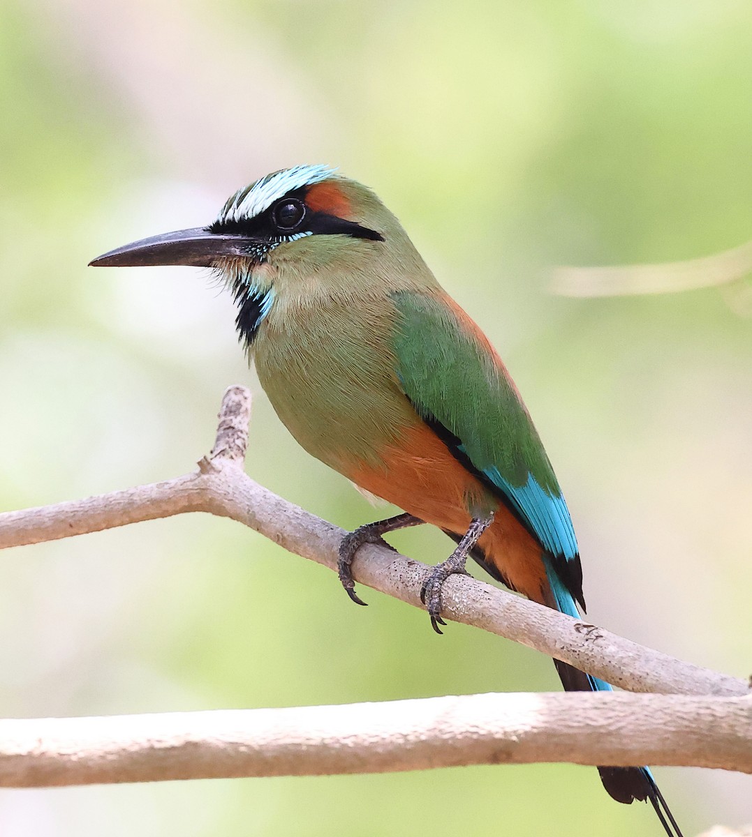 Turquoise-browed Motmot - ML634551173