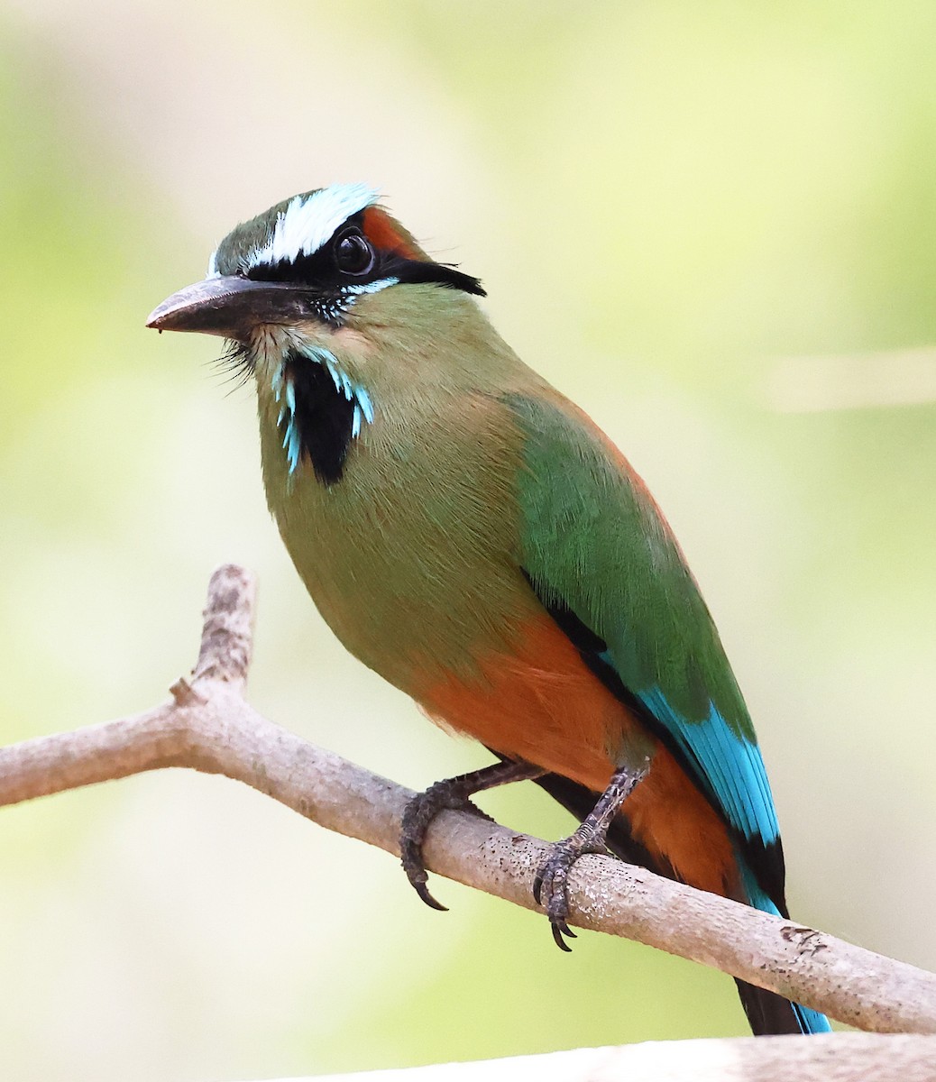 Turquoise-browed Motmot - ML634551195