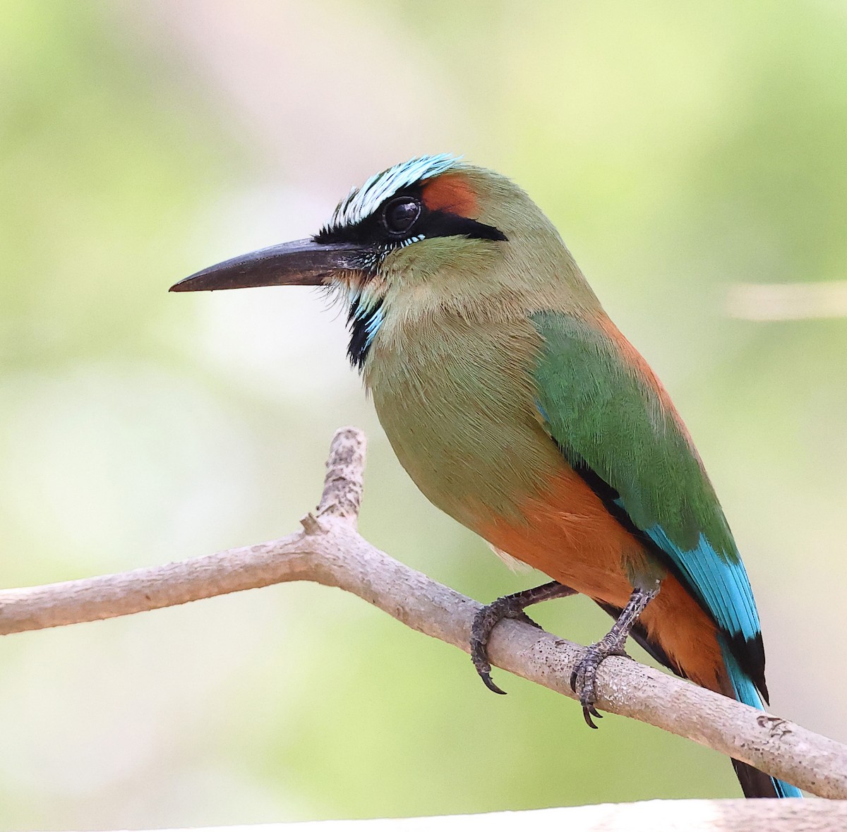 Turquoise-browed Motmot - ML634551210