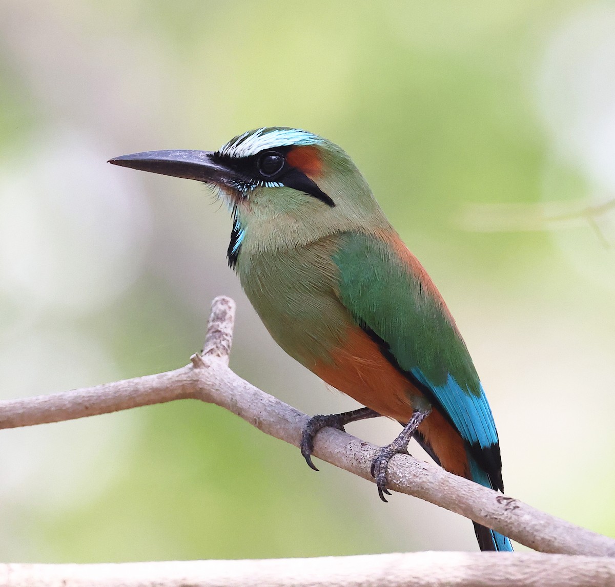 Turquoise-browed Motmot - ML634551227