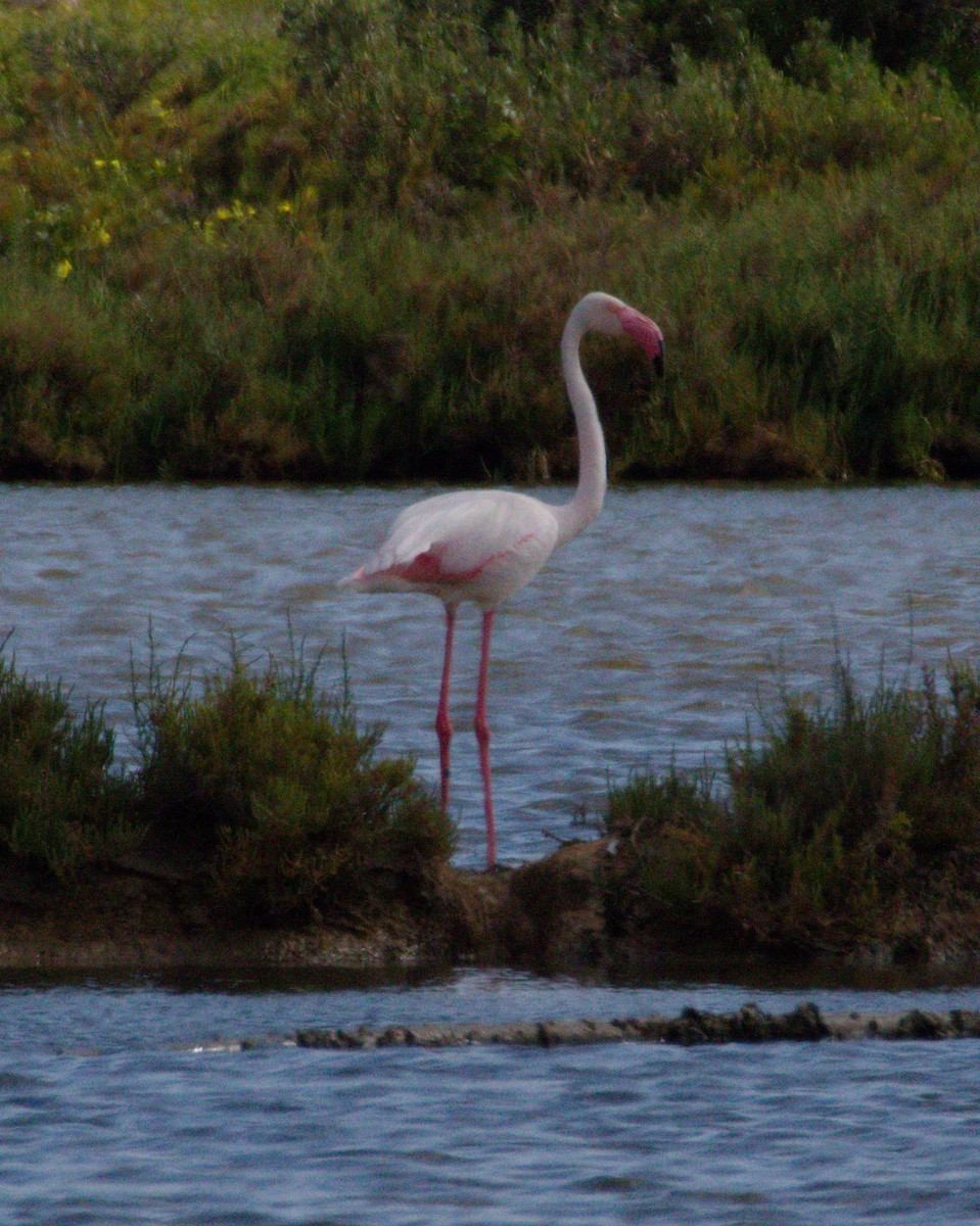 Greater Flamingo - ML634551244