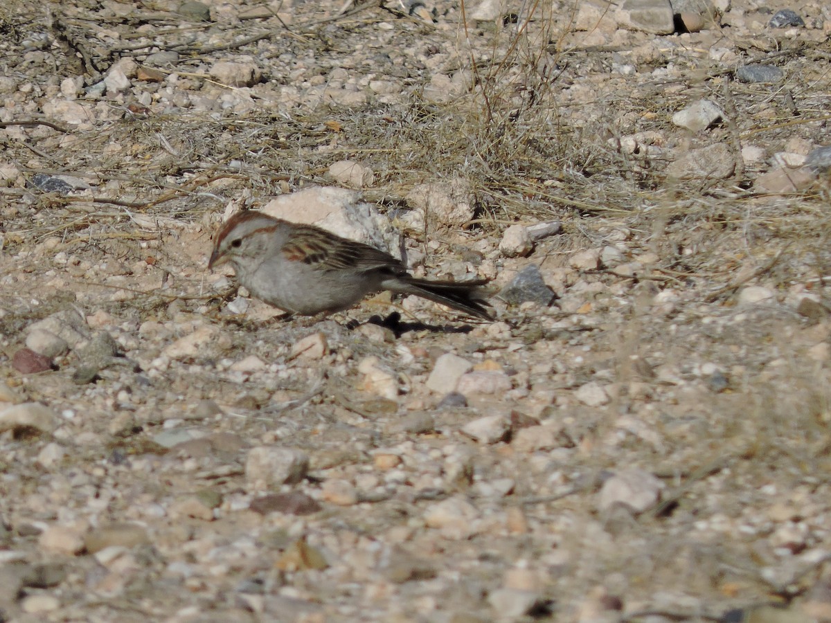 Rufous-winged Sparrow - ML634551247