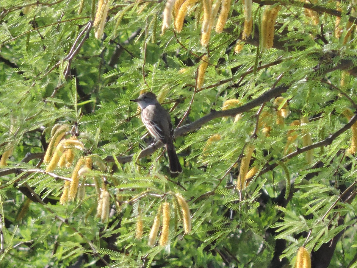 Ash-throated Flycatcher - ML634551252