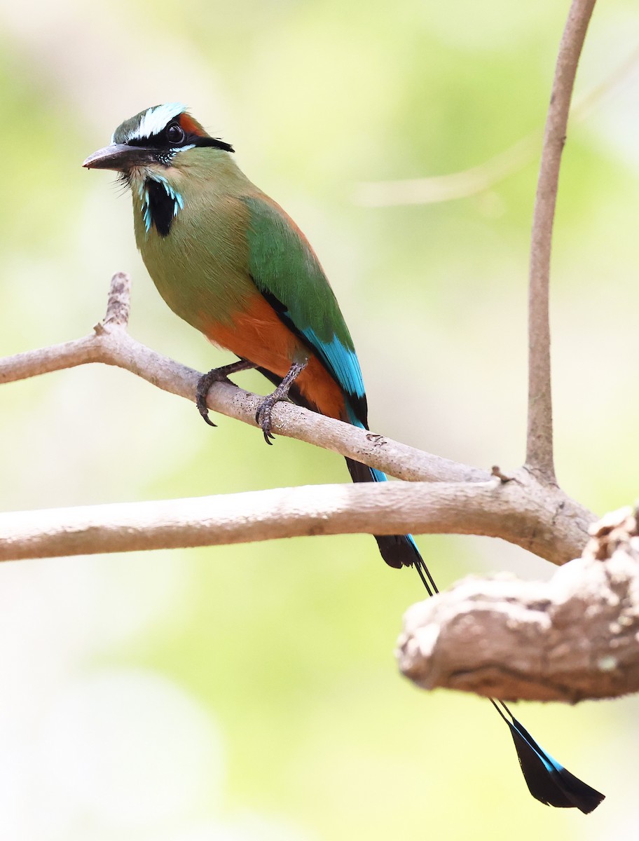 Turquoise-browed Motmot - ML634551275