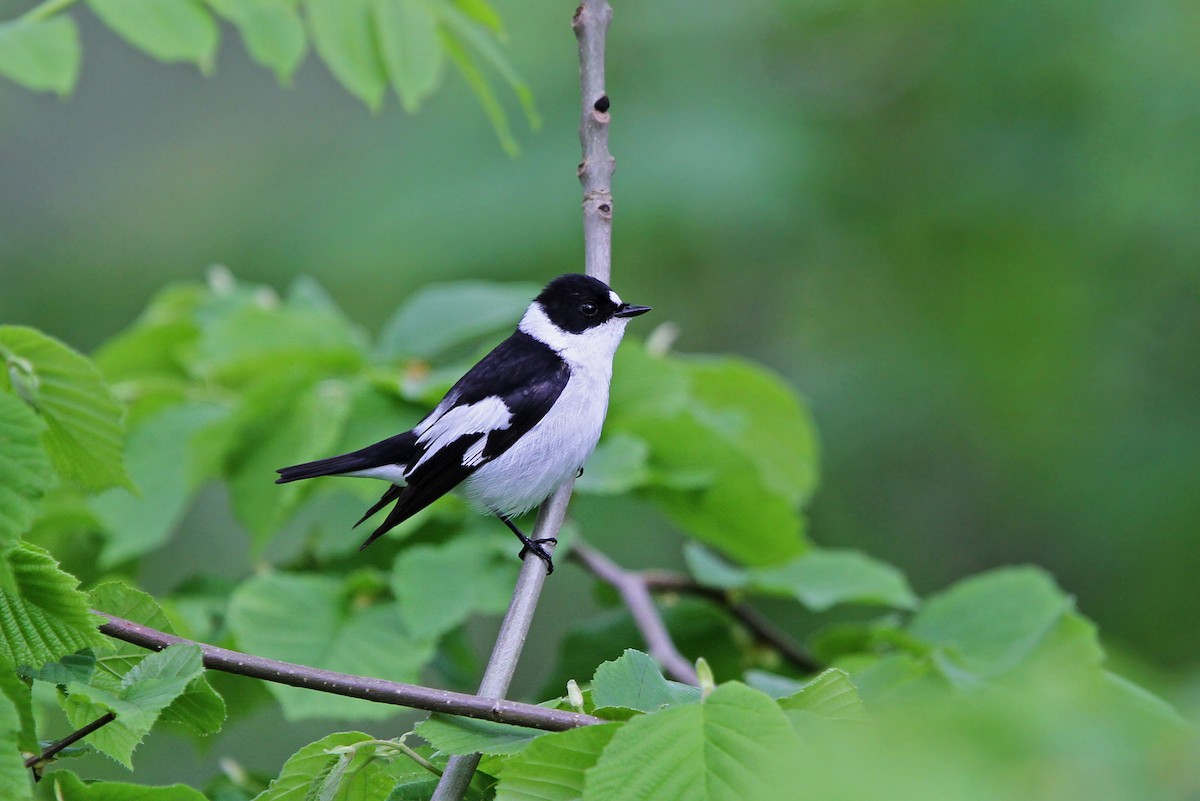 Collared Flycatcher - Christoph Moning