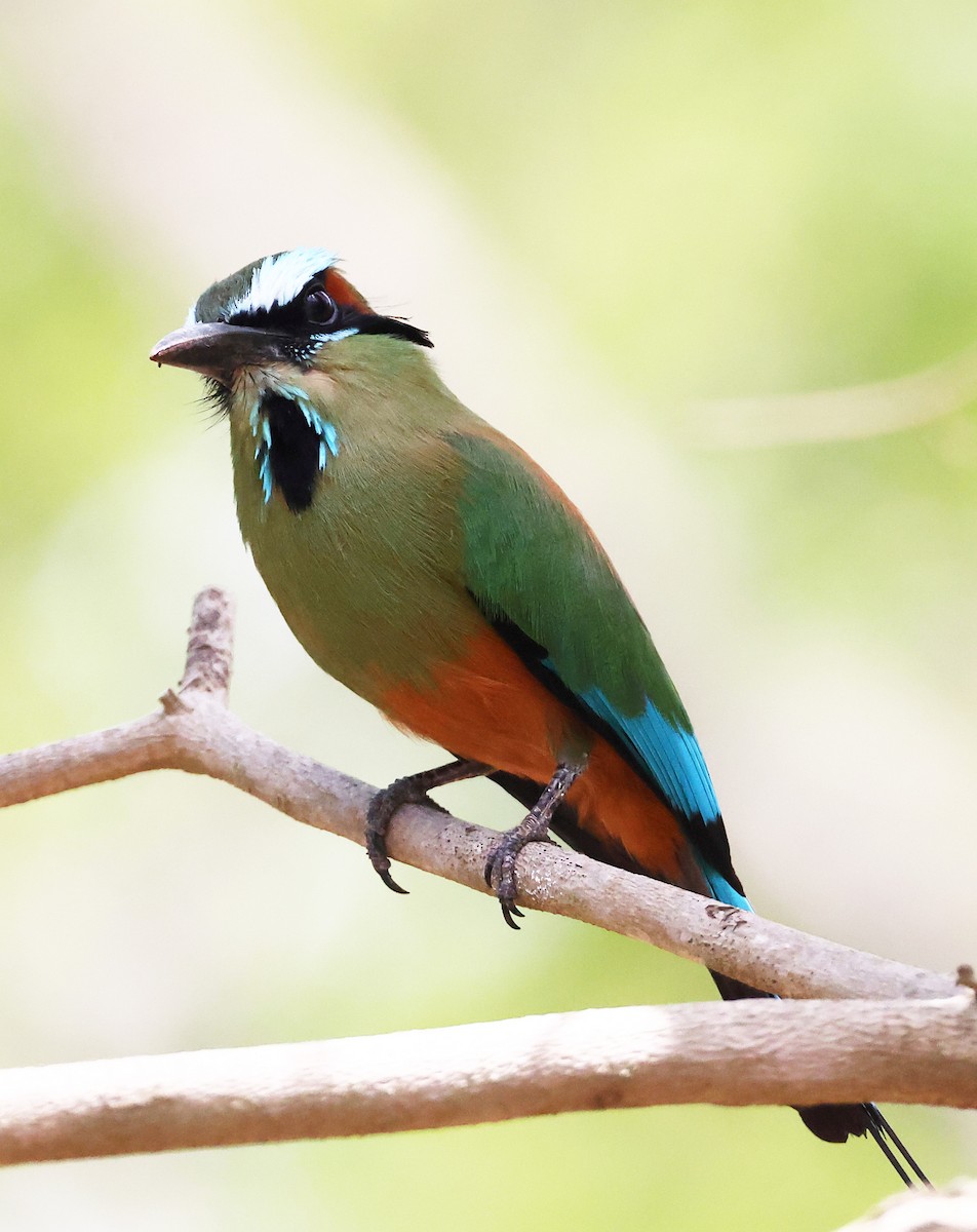 Turquoise-browed Motmot - ML634551350