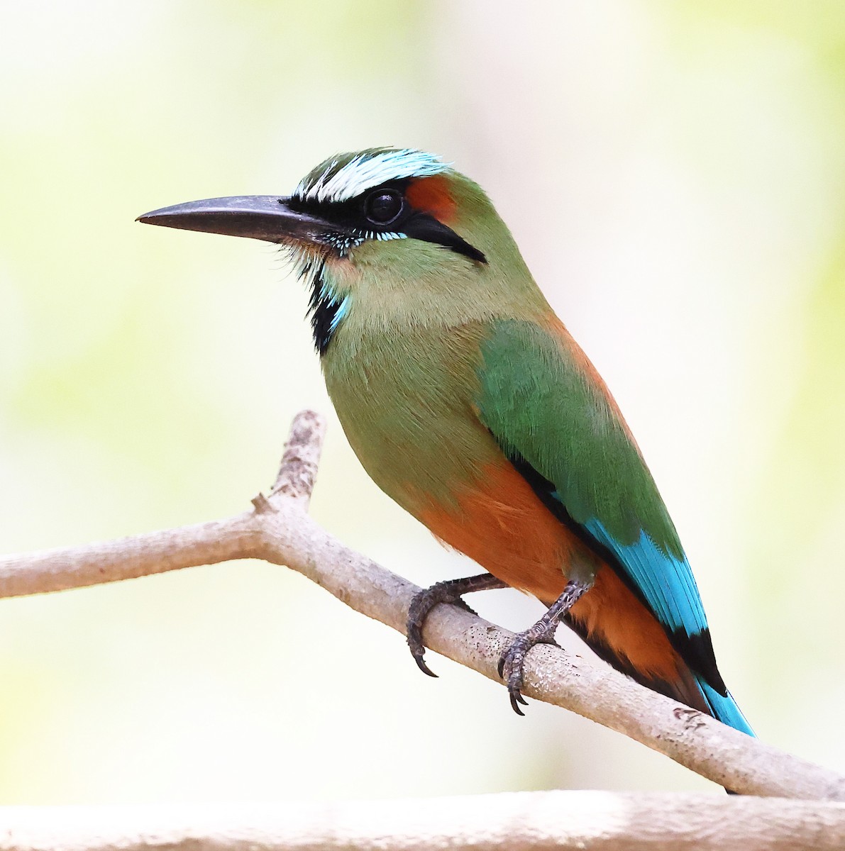 Turquoise-browed Motmot - ML634551391