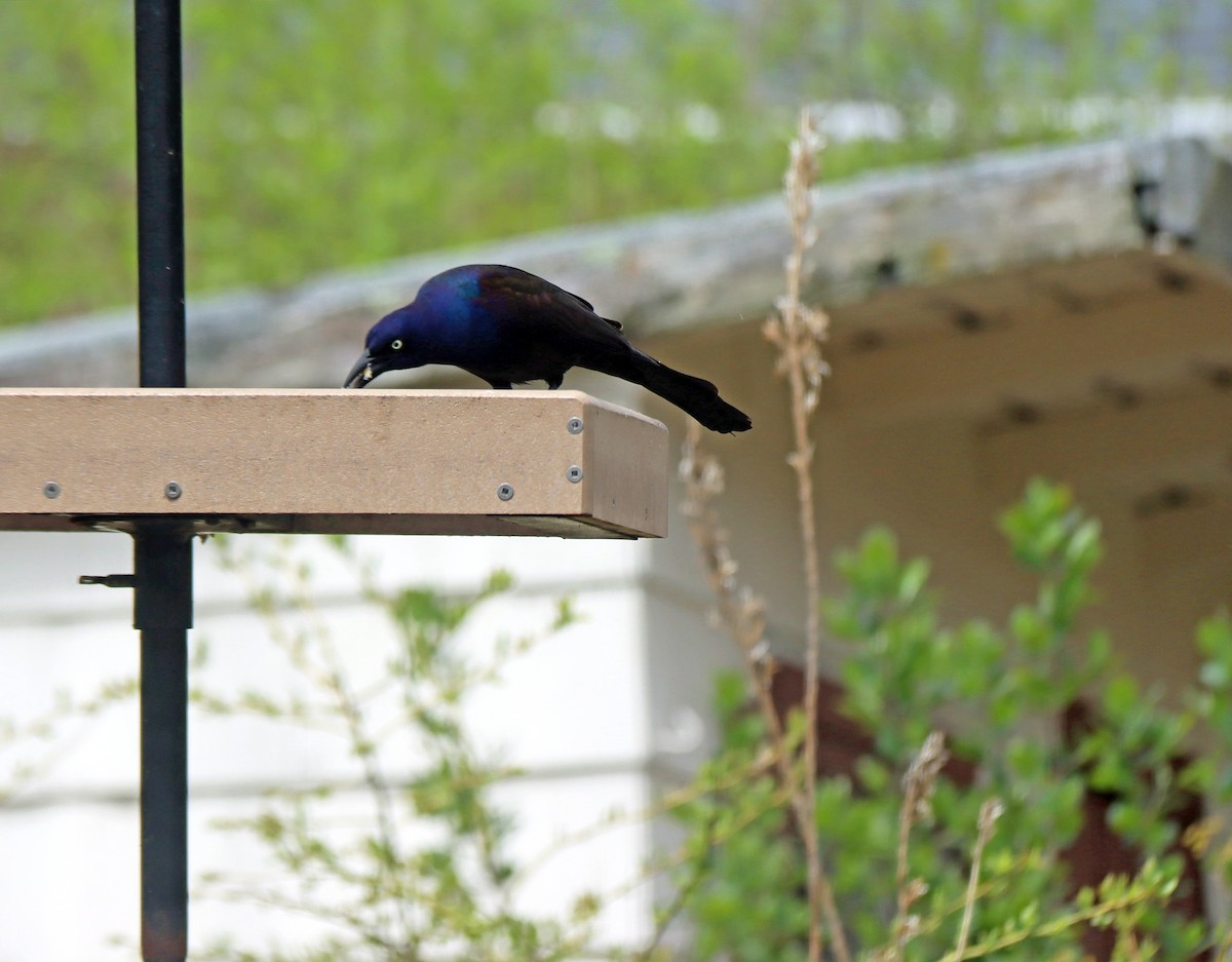 Common Grackle - ML634551402