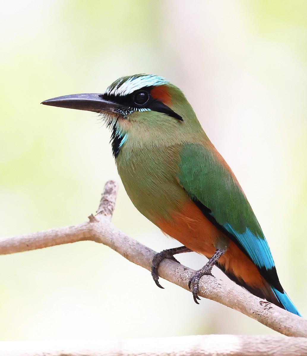 Turquoise-browed Motmot - ML634551405
