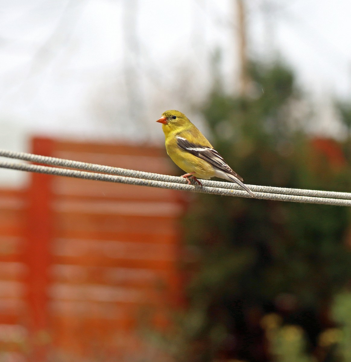 American Goldfinch - ML634551425