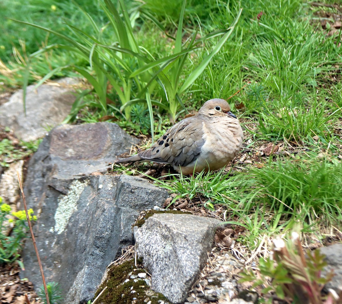 Mourning Dove - ML634551469