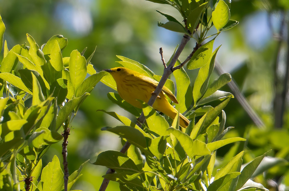 Northern Yellow Warbler - ML634551481