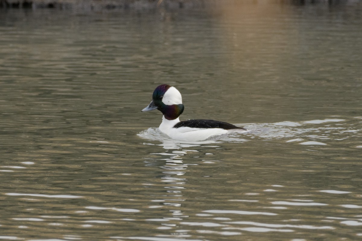 Bufflehead - ML634551573
