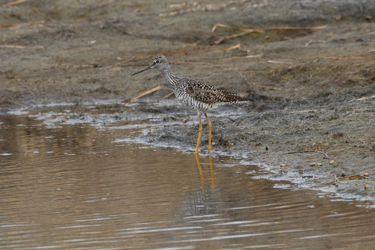 Lesser Yellowlegs - ML634551609