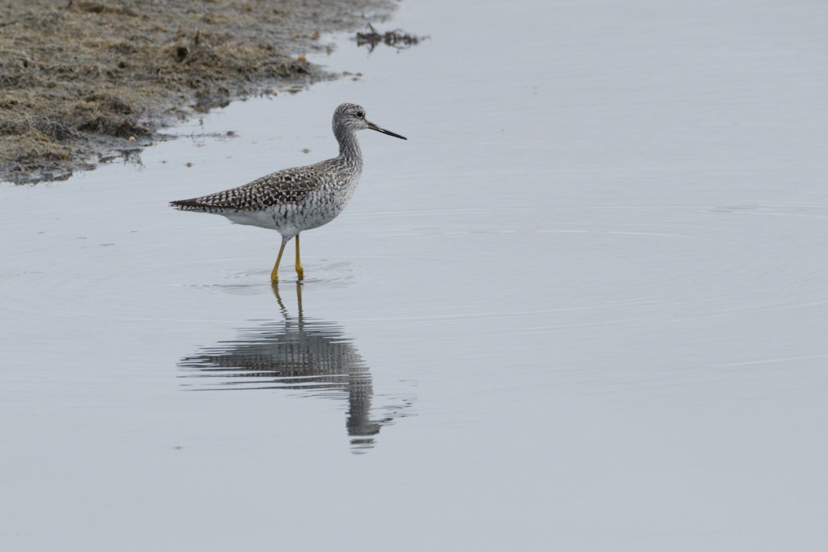 Greater Yellowlegs - ML634551613