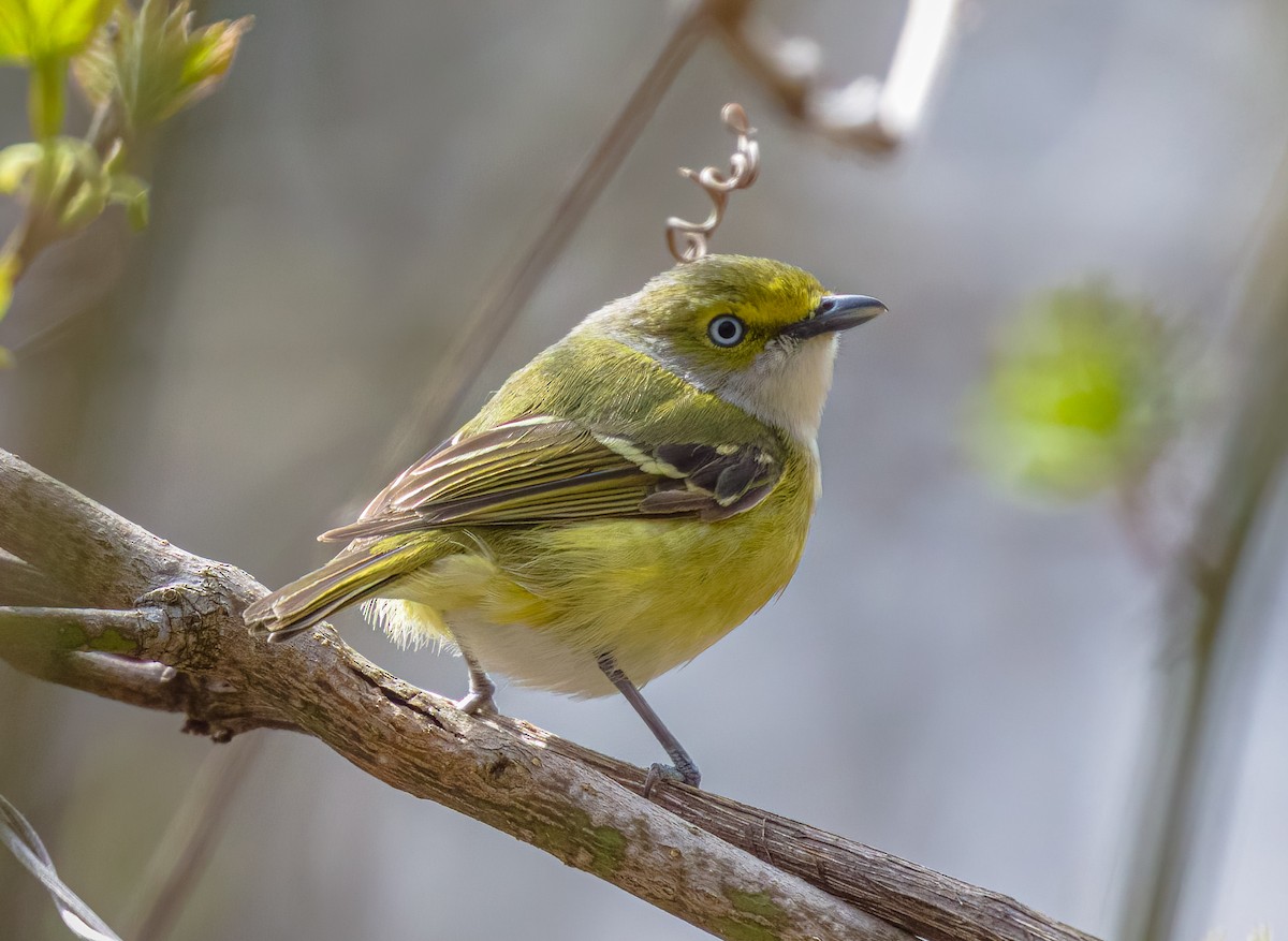 White-eyed Vireo - ML634551859