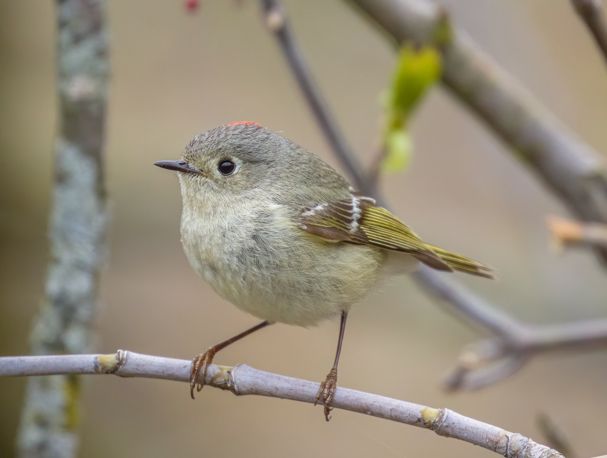 Ruby-crowned Kinglet - ML634551883