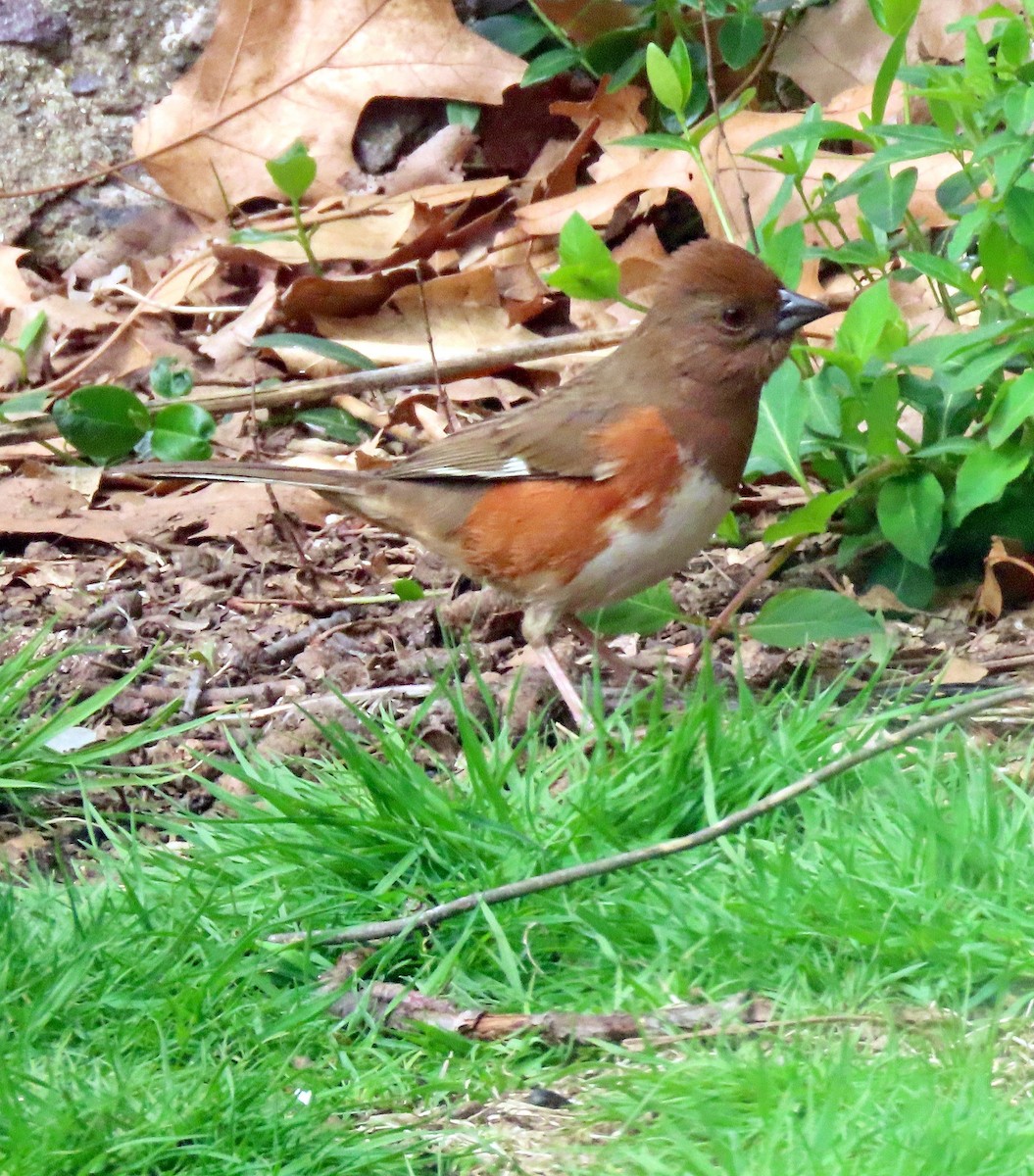 Eastern Towhee - ML634551963
