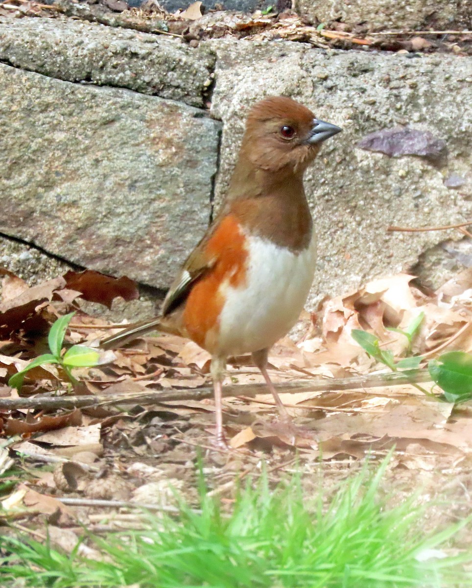 Eastern Towhee - ML634551964