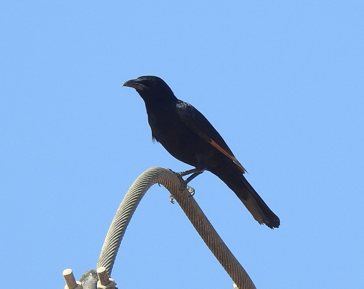 Tristram's Starling - ML634552013