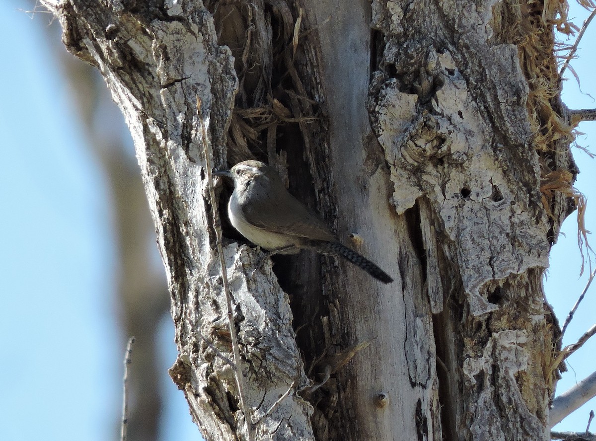 střízlík pokřovní - ML634552150