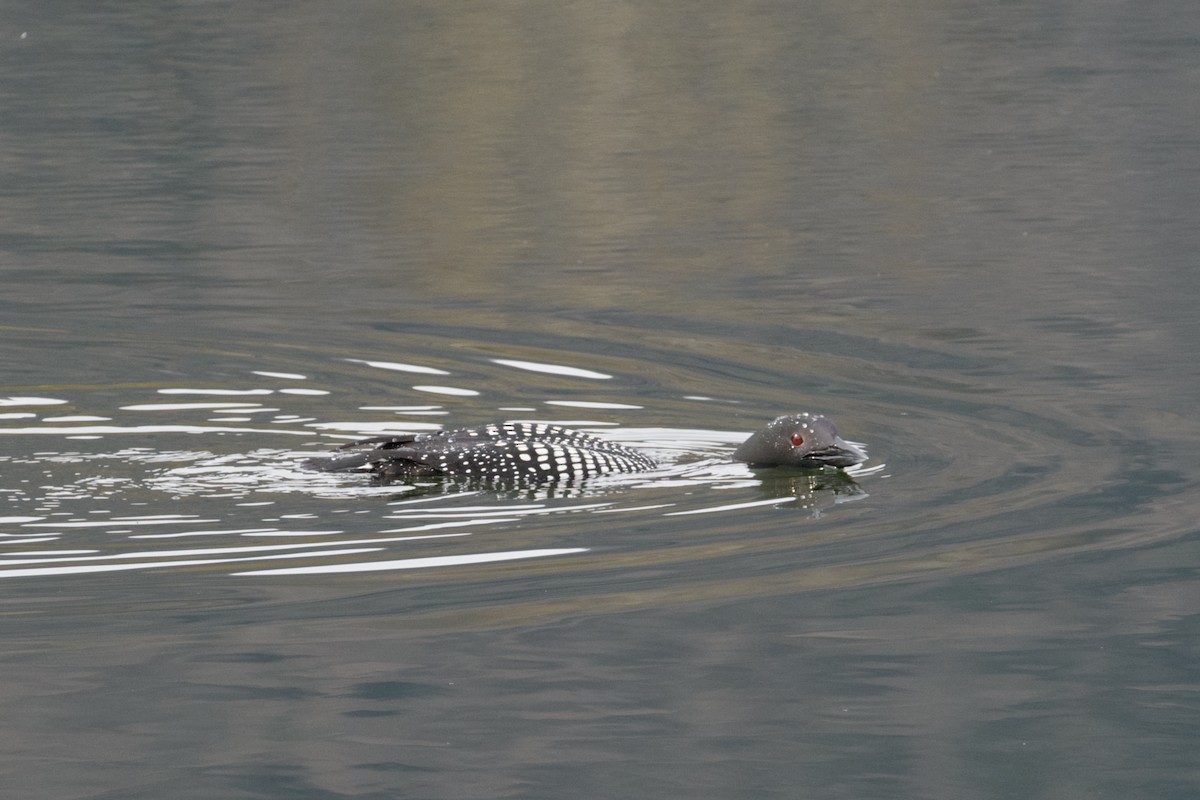 Common Loon - ML634552287