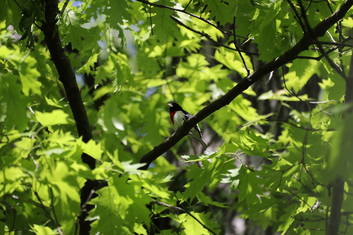 Rose-breasted Grosbeak - ML634552490