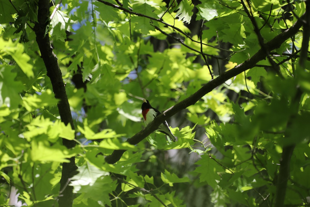 Rose-breasted Grosbeak - ML634552492