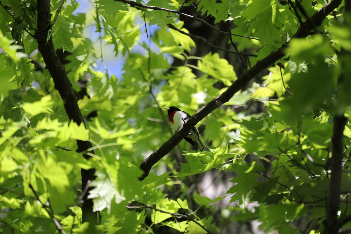 Rose-breasted Grosbeak - ML634552495
