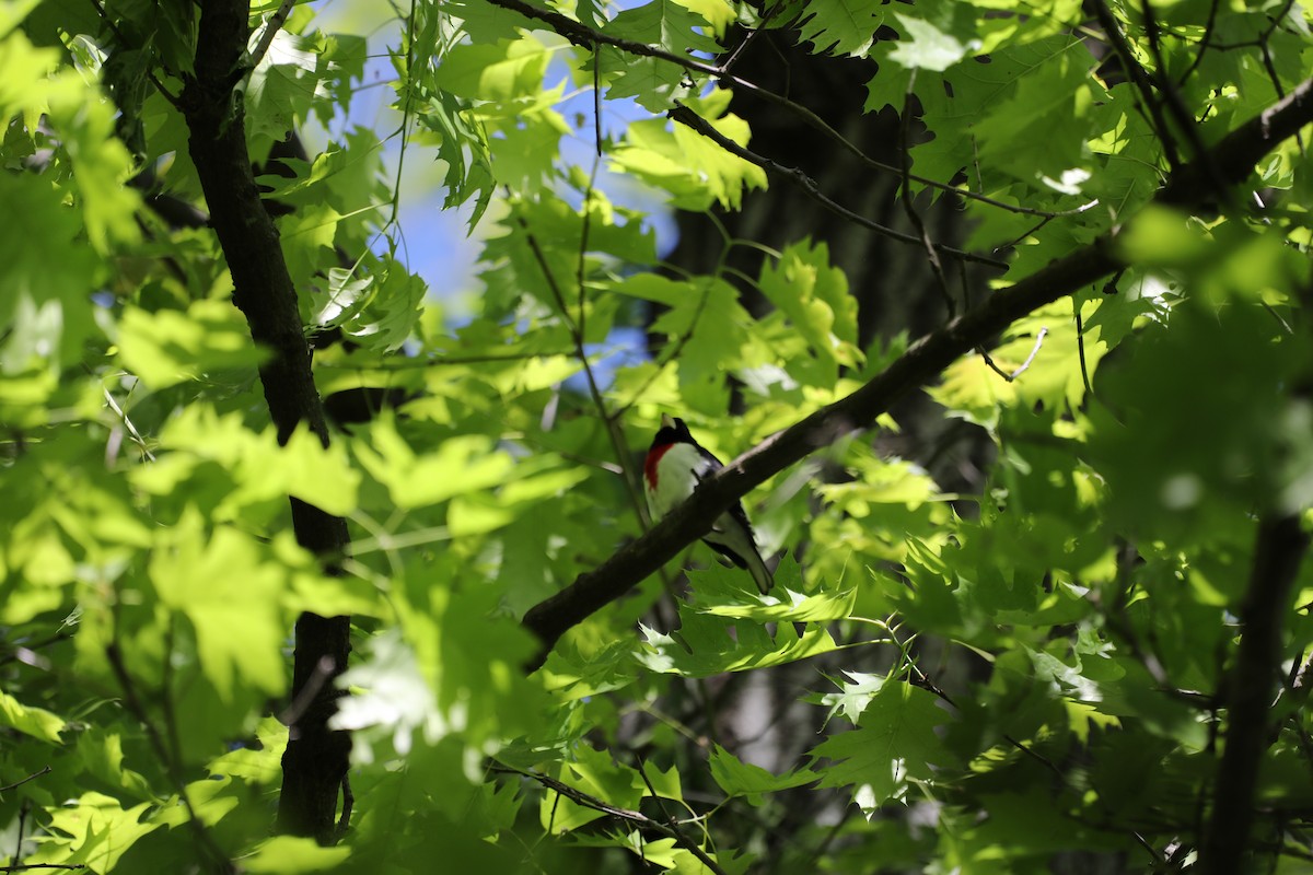 Rose-breasted Grosbeak - ML634552497