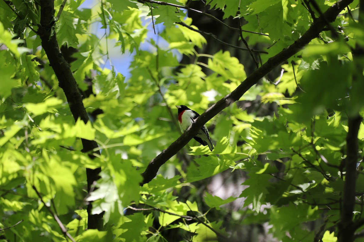 Rose-breasted Grosbeak - ML634552498