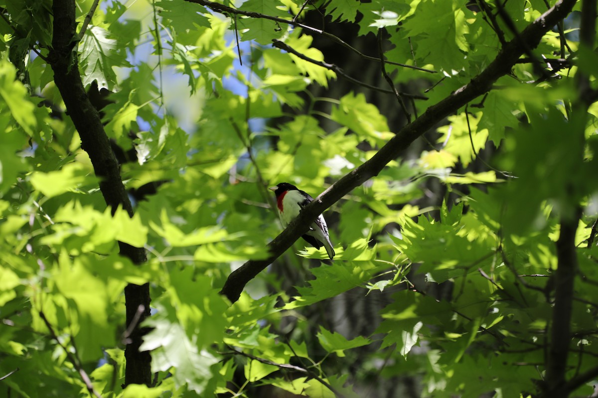 Rose-breasted Grosbeak - ML634552501