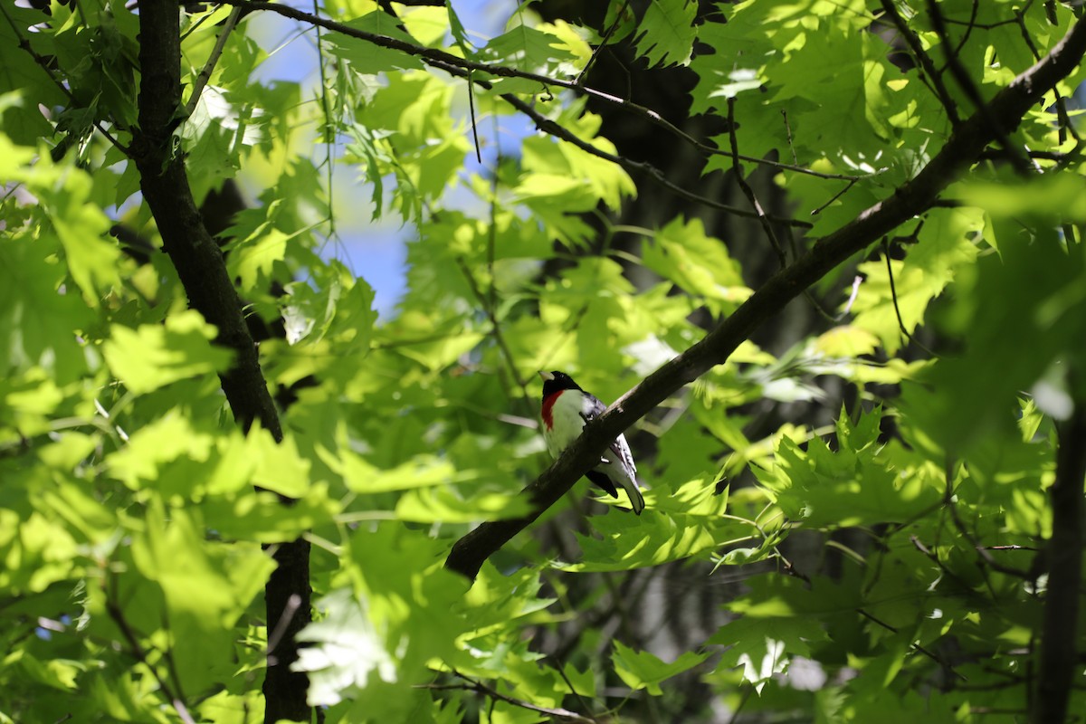 Rose-breasted Grosbeak - ML634552502